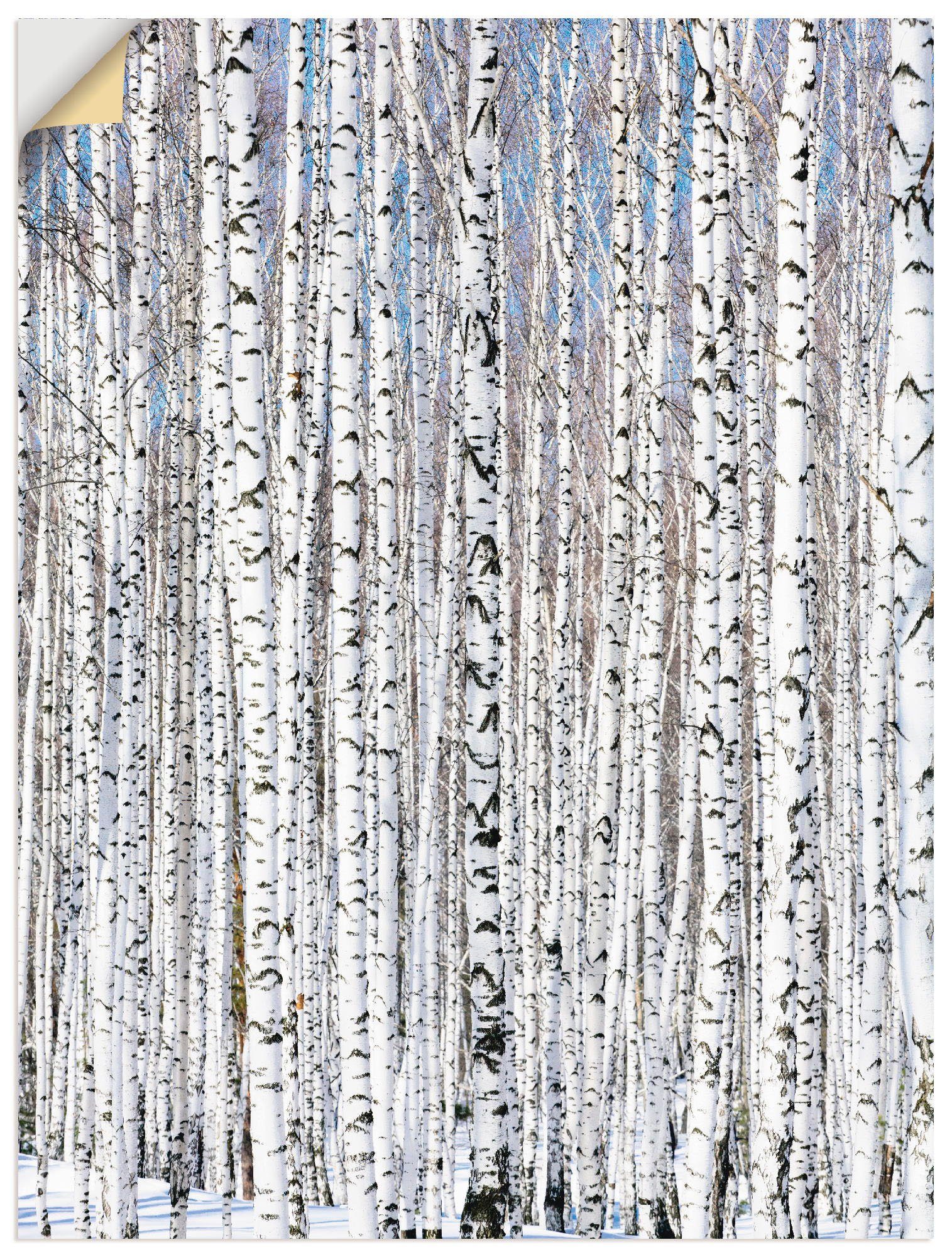Artland Artprint Winter berkenbos winter sereniteit in vele afmetingen & productsoorten - artprint van aluminium / artprint voor buiten, artprint op linnen, poster, muursticker / w