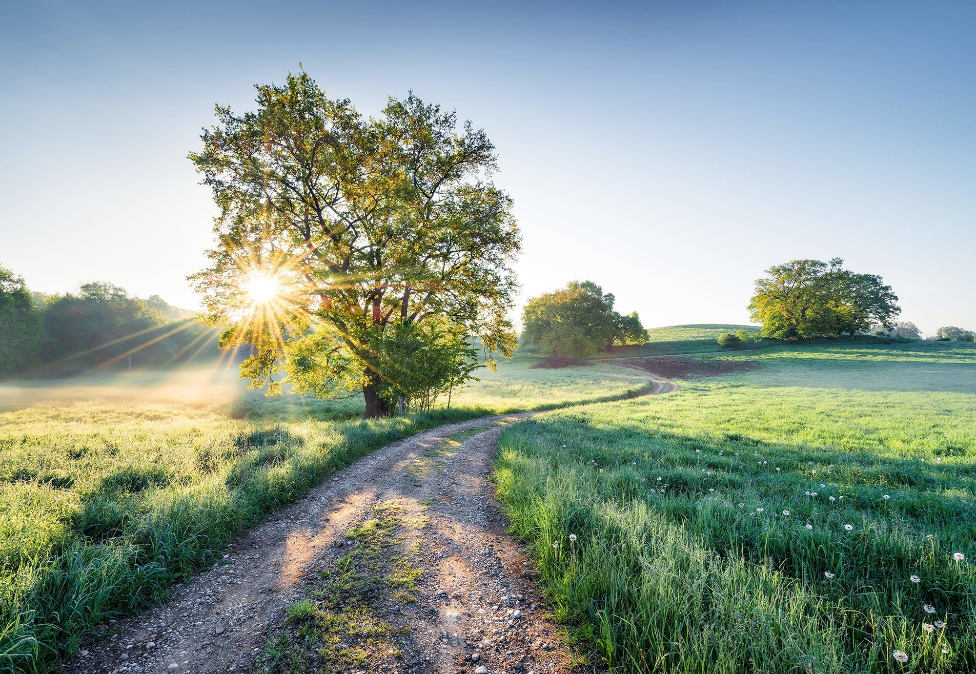 Komar fotobehang Meadow Trail