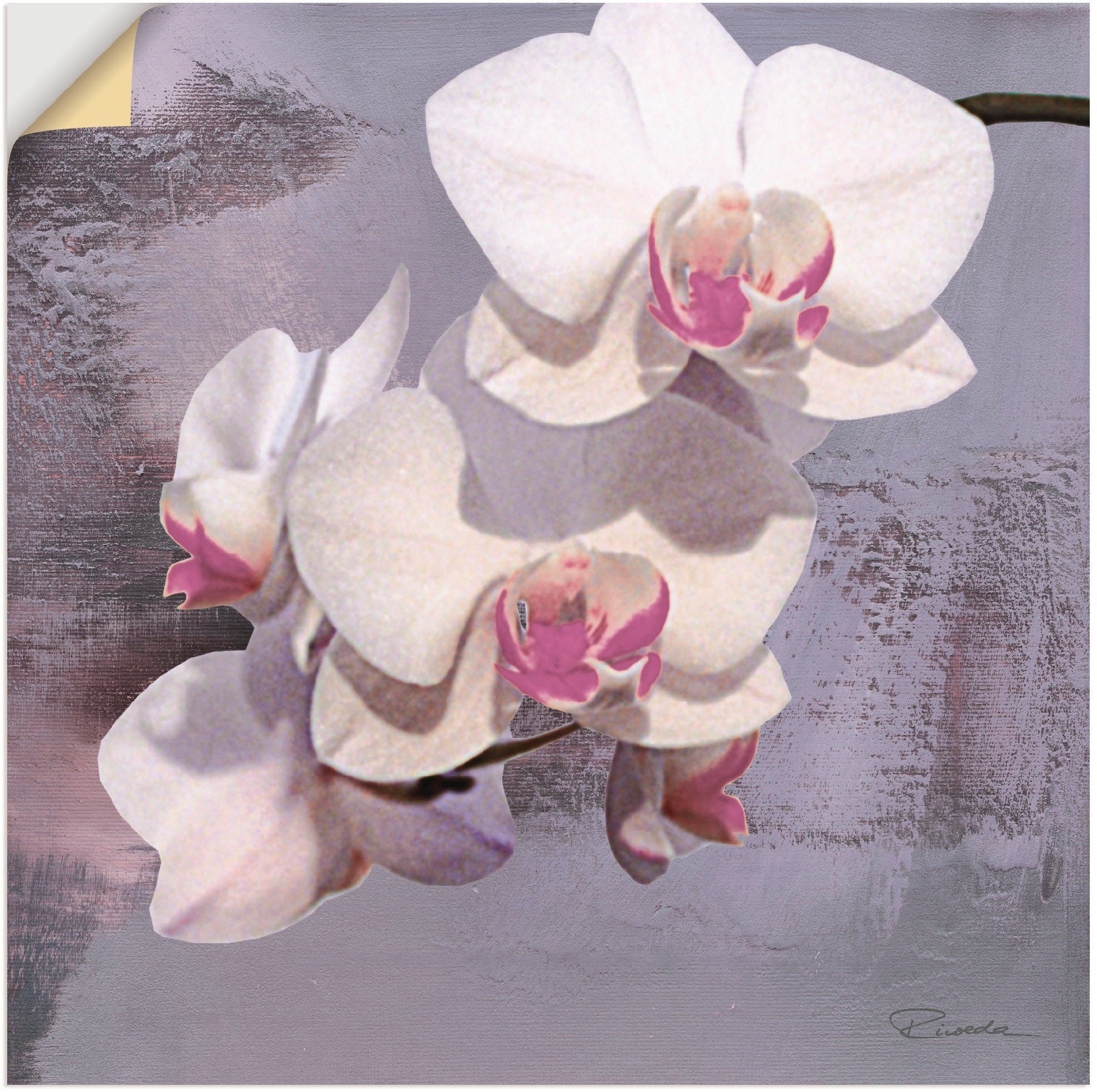 Artland Artprint Orchideeën voor violet II in vele afmetingen & productsoorten - artprint van aluminium / artprint voor buiten, artprint op linnen, poster, muursticker / wandfolie