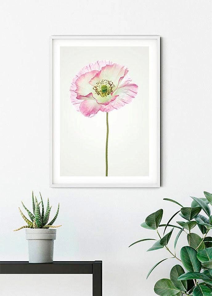 Komar Wanddecoratie Poppy Wanddecoratie - zonder lijst (1 stuk)
