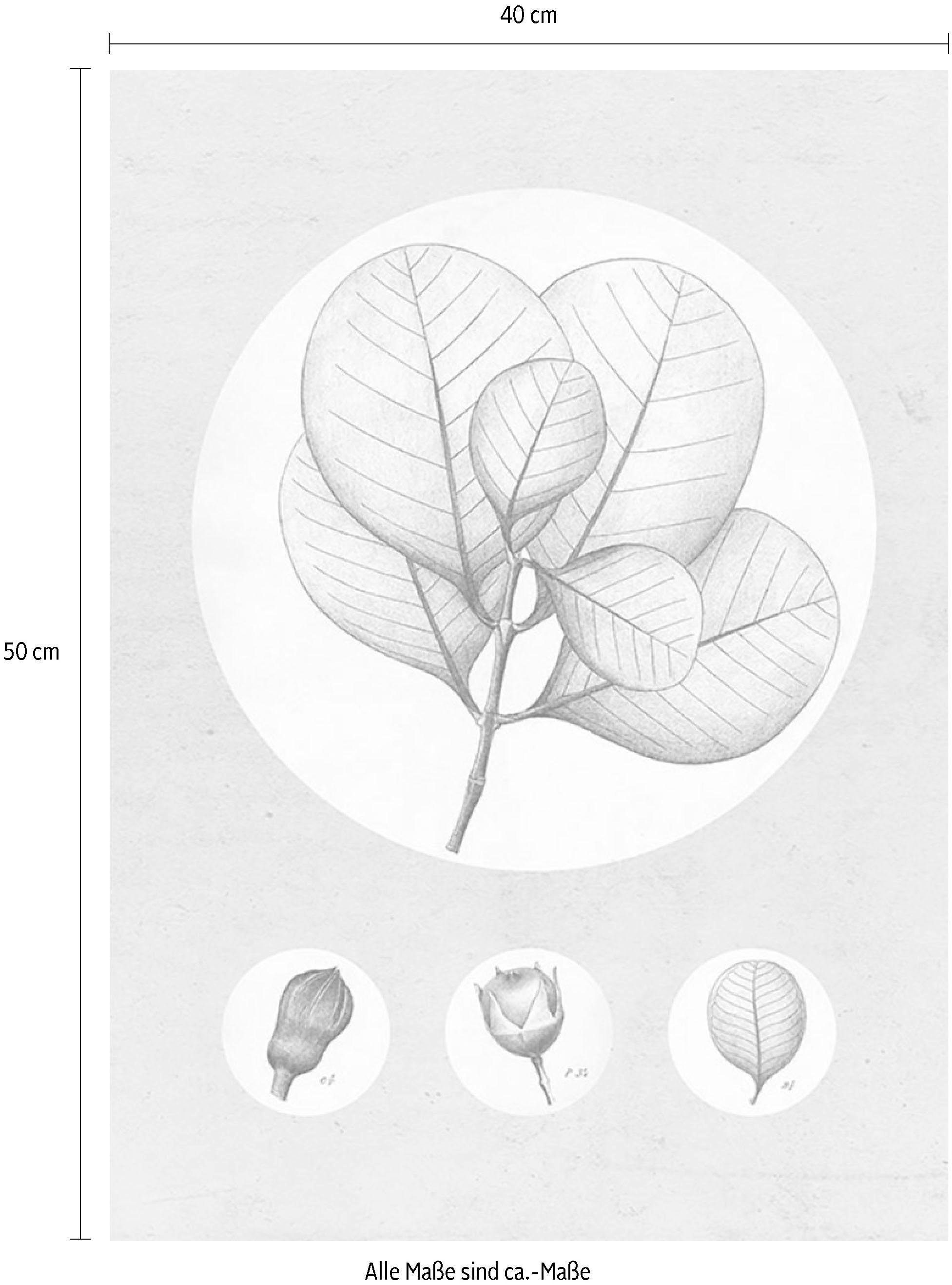 Komar Wanddecoratie Transparant Leaf Wanddecoratie - zonder lijst (1 stuk)