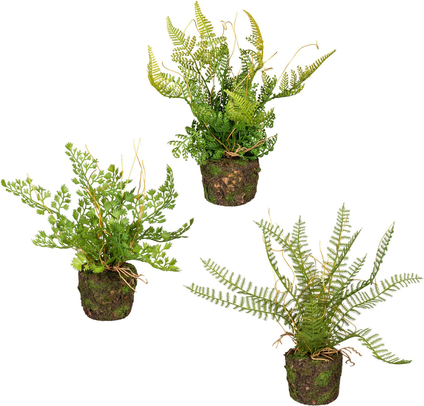 Creativ green Kunst-potplanten Set varenplanten op kluit (3 stuks) kunstplanten groen