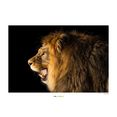 komar poster barbary lion hoogte: 30 cm multicolor