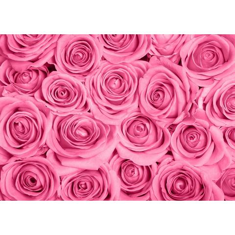 BMD fotobehang Pink Roses