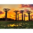 papermoon fotobehang baobabs trees african sunset multicolor