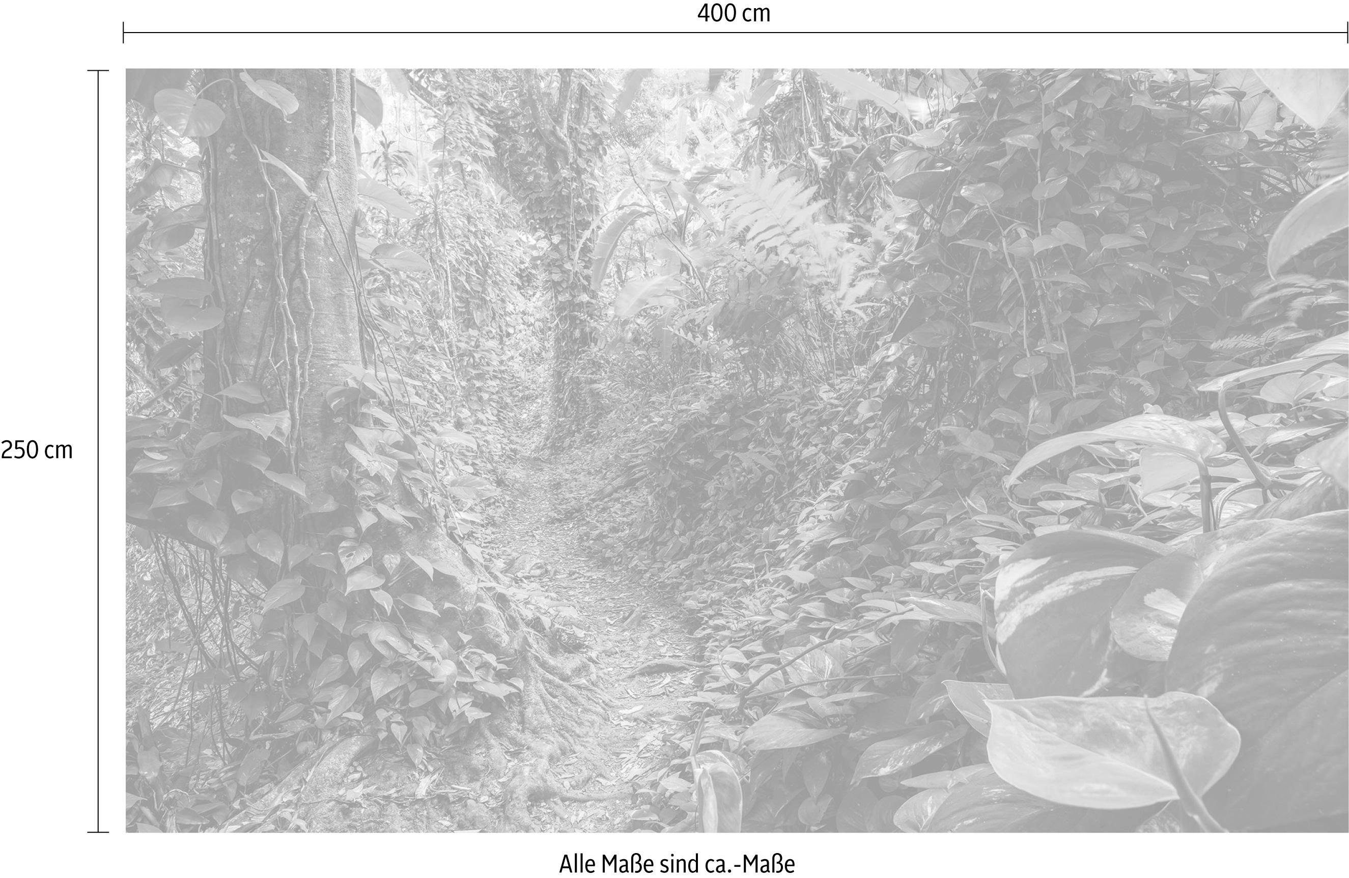 Komar Vliesbehang Digitale print vlies - Path of Dreams - Afmeting 400 x 250 cm (1 stuk)