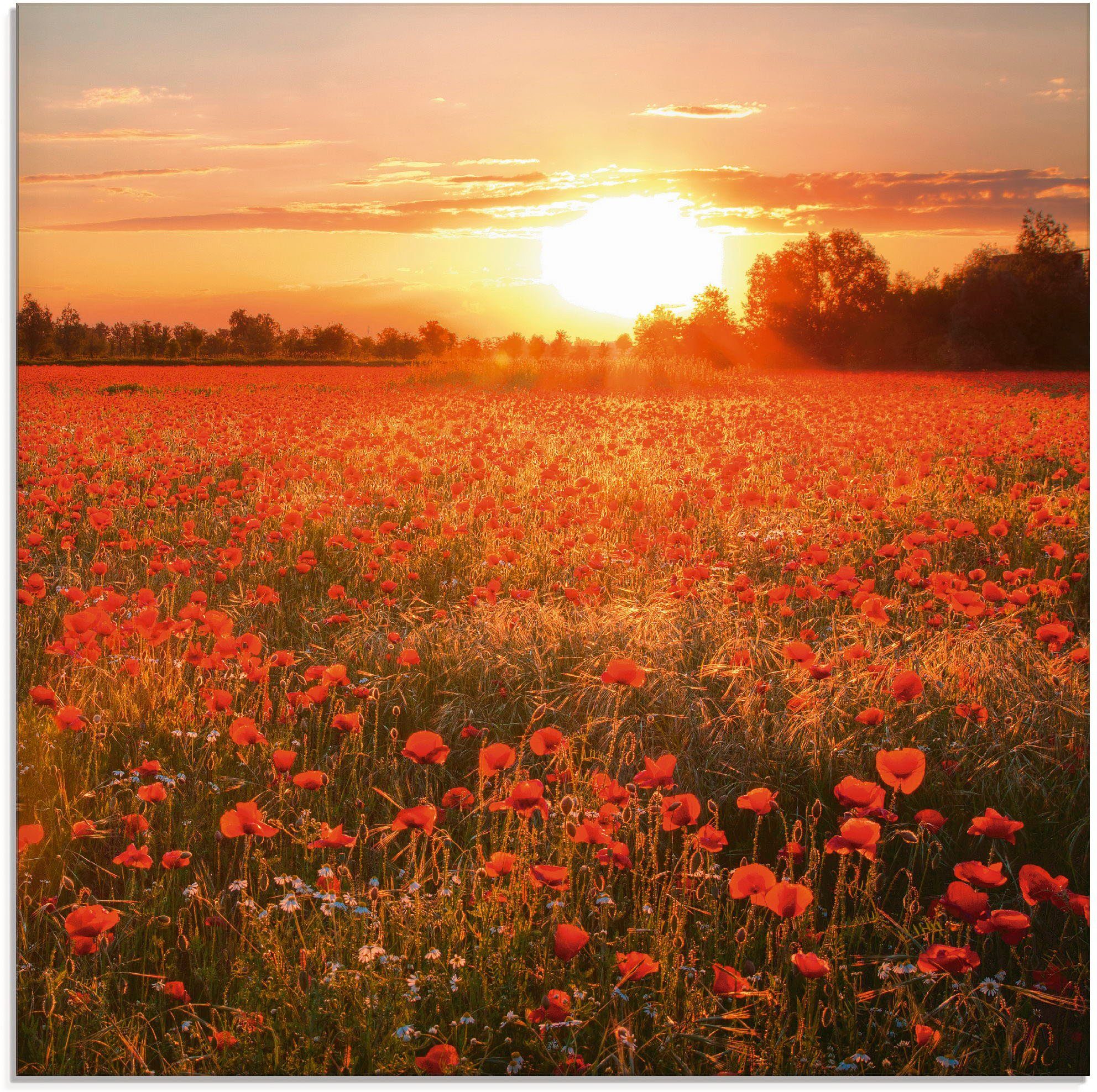 Artland print op glas Mohnblumenfeld bei Sonnenuntergang