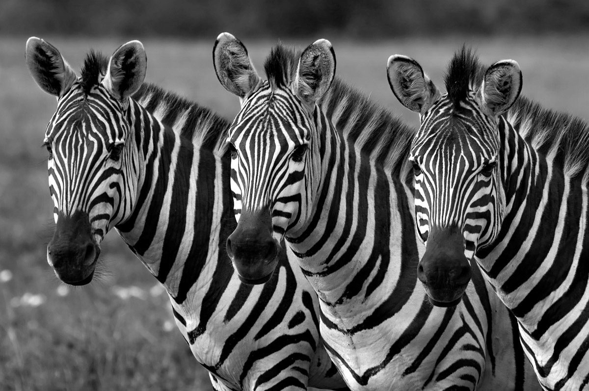 Papermoon Fotobehang Zebras Schwarz & Weiß