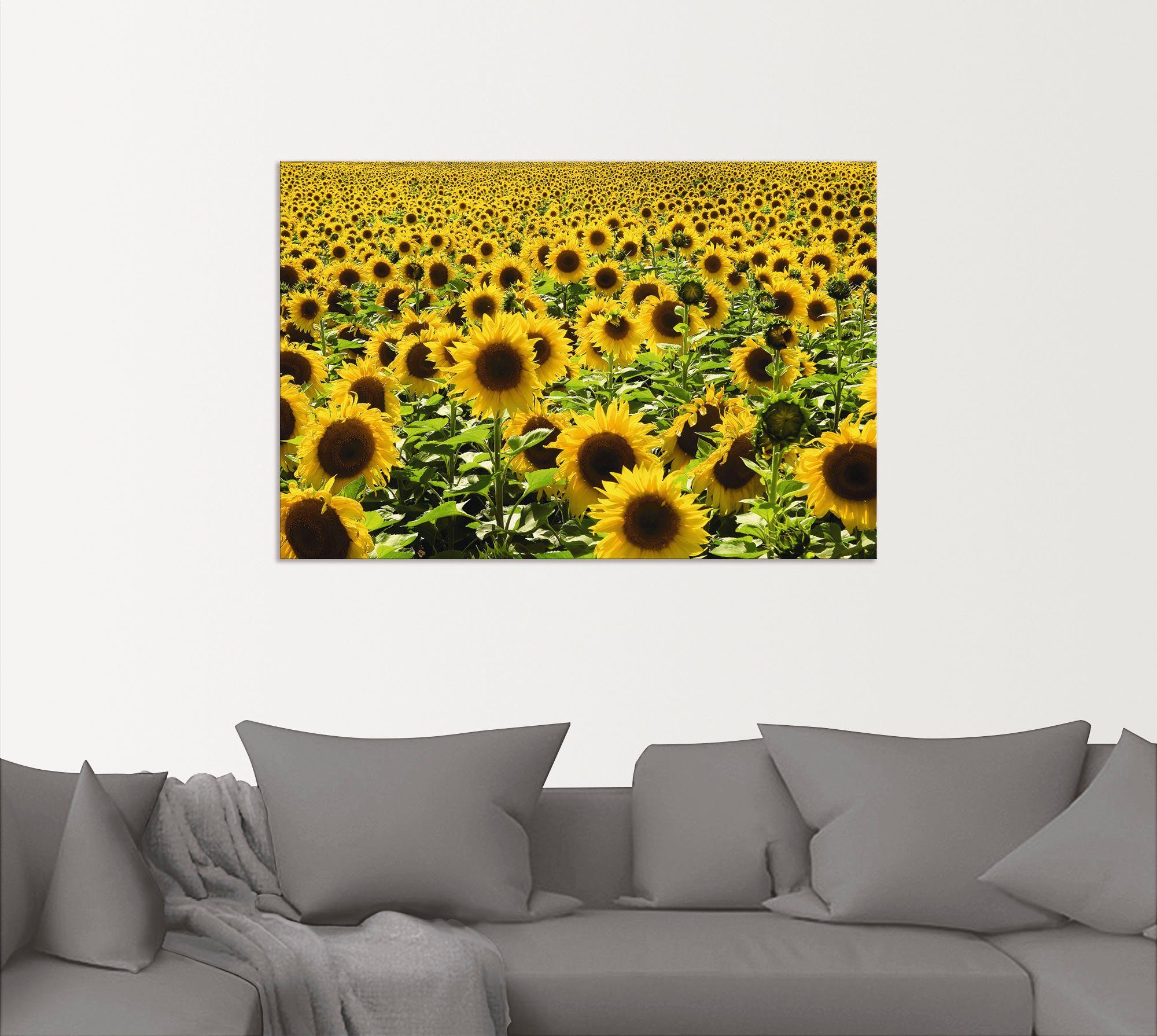 Artland Artprint Zonnebloemveld als artprint van aluminium, artprint voor buiten, artprint op linnen, poster in verschillende maten. maten