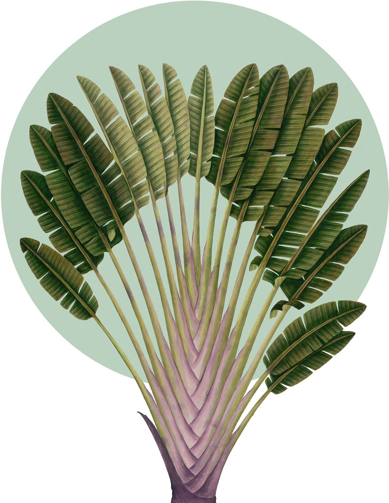 Komar Artprint Botanical Garden Pinnate Palm Kinderkamer, slaapkamer, woonkamer (1 stuk)