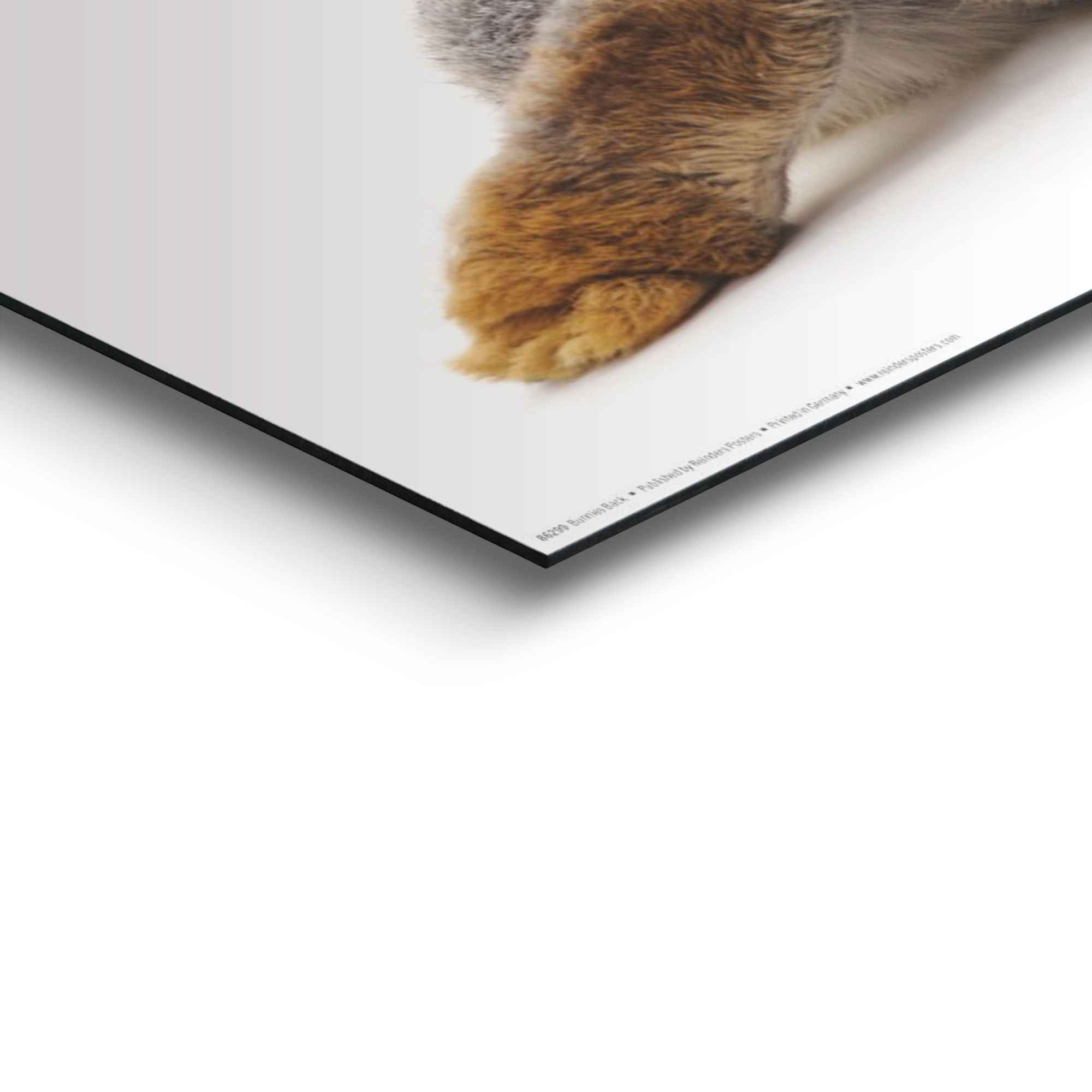 Reinders! Artprint konijn rabbit - haas - staart - relax