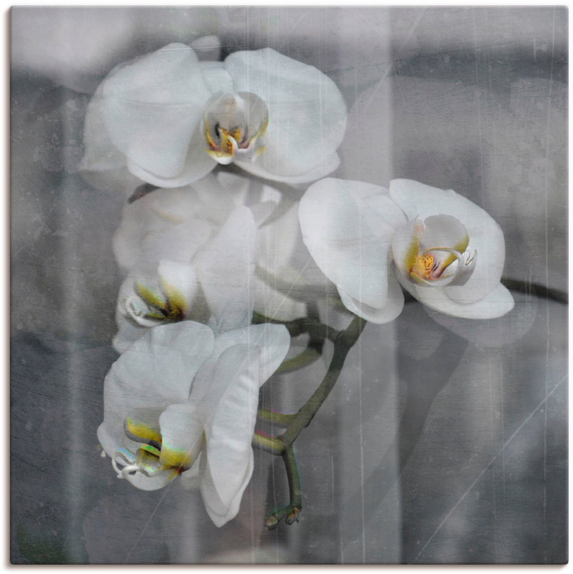 Artland Artprint Witte orchideeën - white orchidee in vele afmetingen & productsoorten -artprint op linnen, poster, muursticker / wandfolie ook geschikt voor de badkamer (1 stuk)