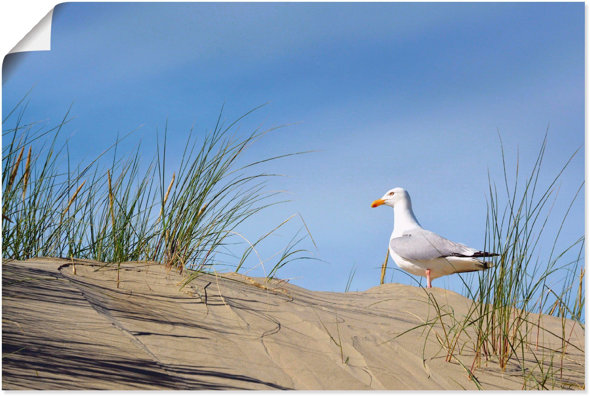 Artland artprint Möwe in Dünenlandschaft