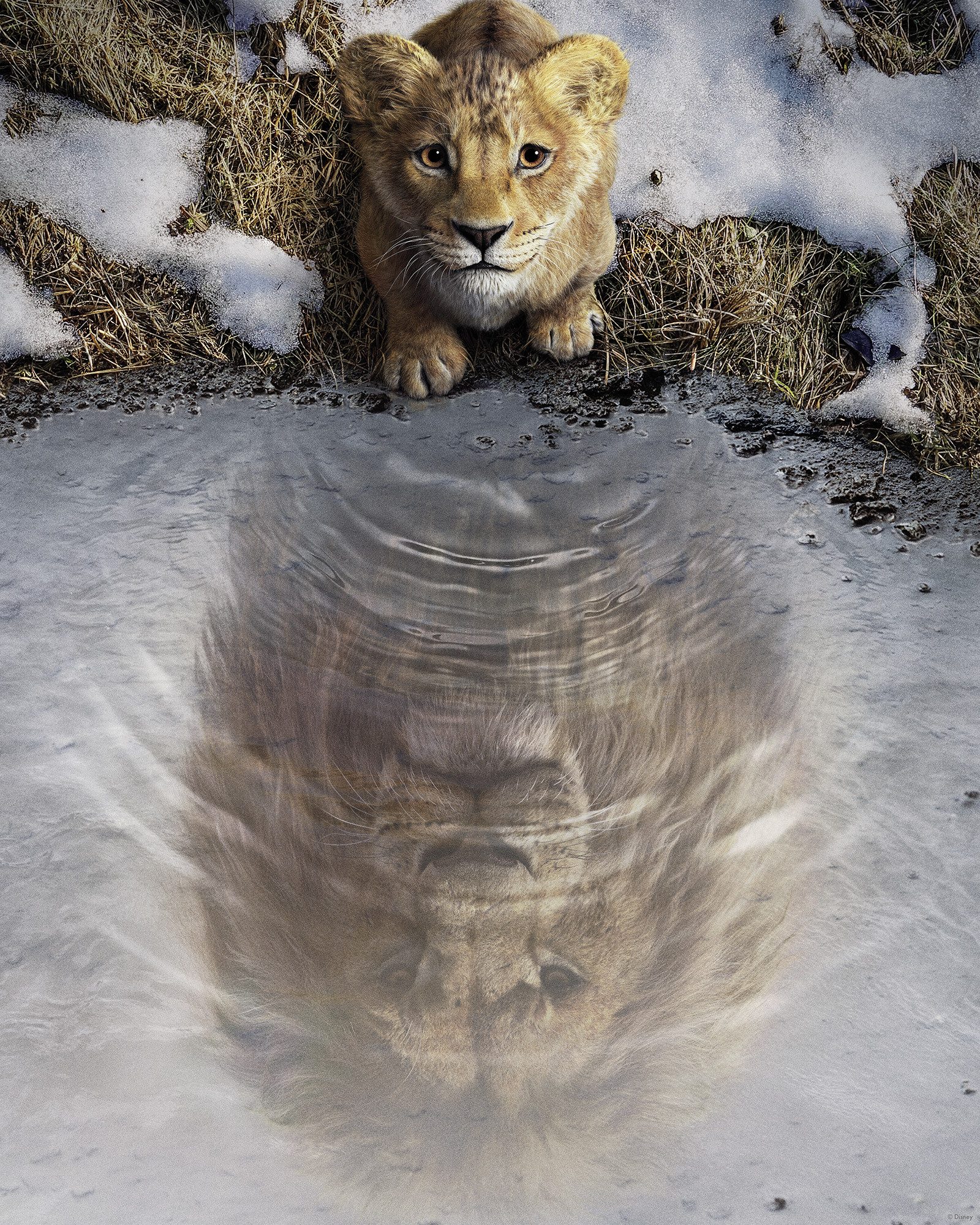 Komar Artprint Disney Mufasa The Lion King 40 x 60 cm (breedte x hoogte) - kinderkamer, decoratie (1 stuk)