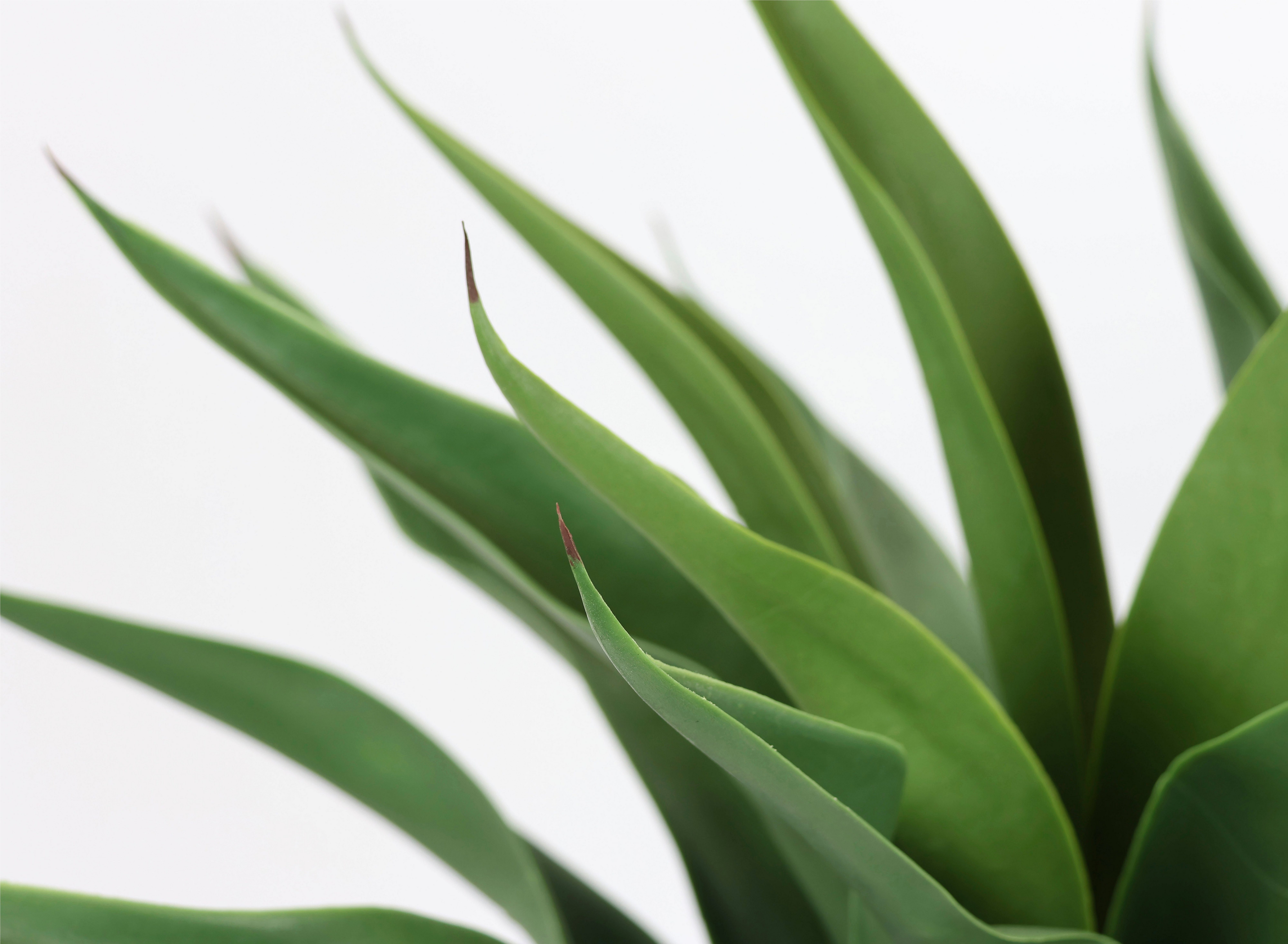 I.GE.A. Kunstplant Kunstmatige Agave in pot plant Aloë Vera Sansevieria (1 stuk)