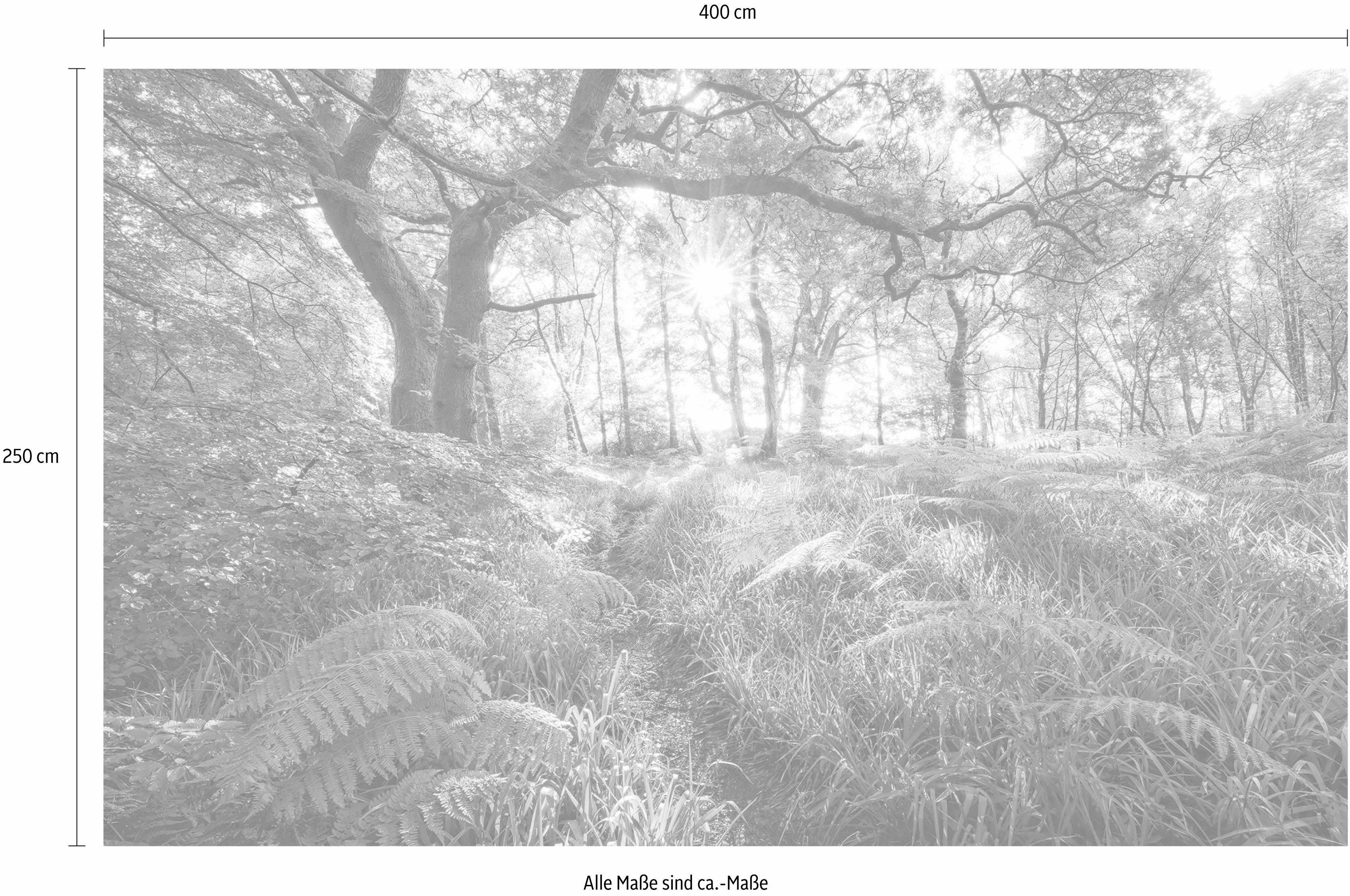 Komar Vliesbehang Digitale print vlies - Mystic Path - Afmeting 400 x 250 cm (1 stuk)