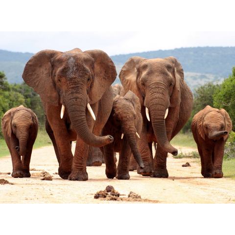 BMD fotobehang African Elephant Herd
