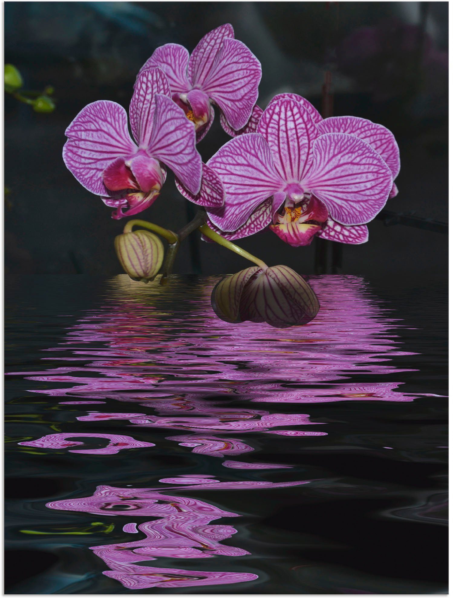 Artland Artprint Waterorchidee in vele afmetingen & productsoorten - artprint van aluminium / artprint voor buiten, artprint op linnen, poster, muursticker / wandfolie ook geschikt