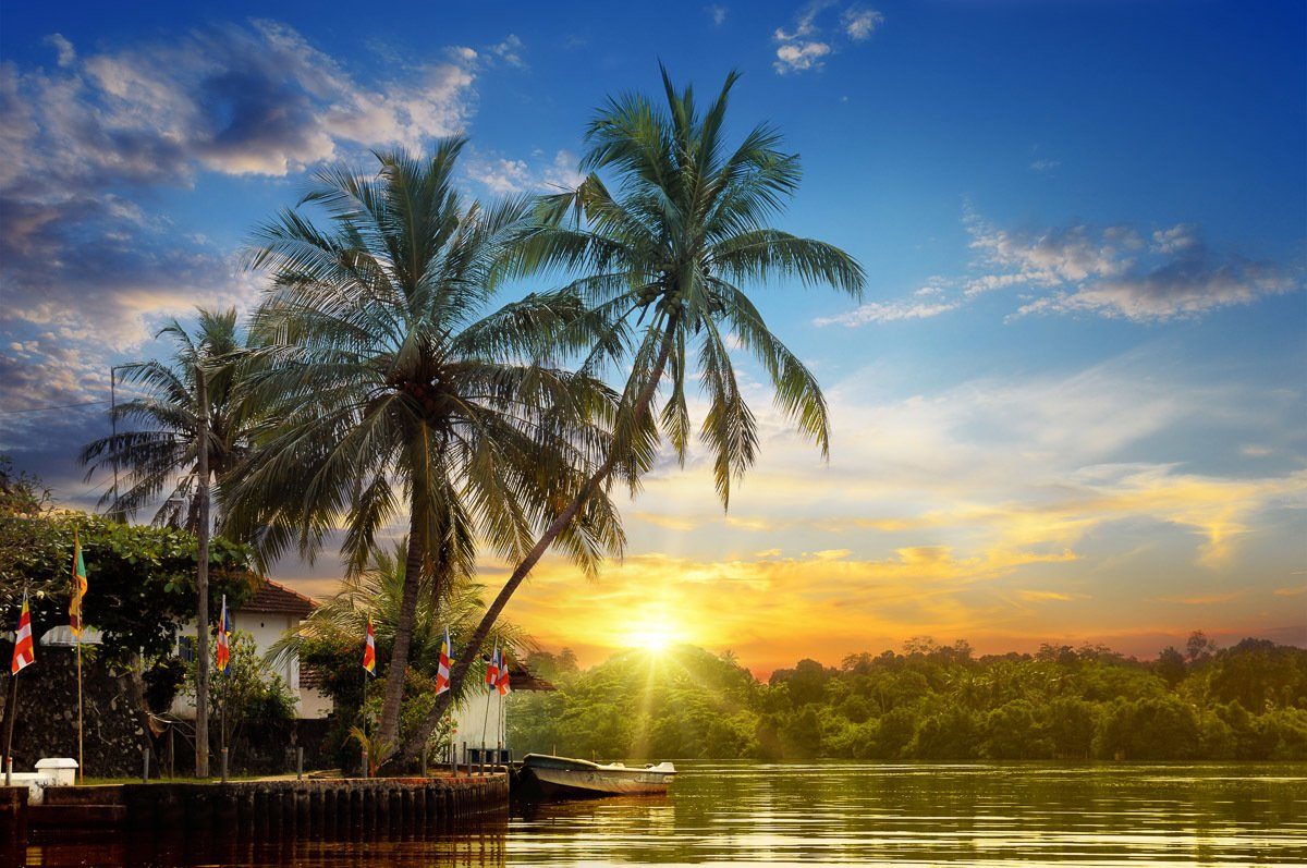 Papermoon Fotobehang Tropischer Palmen-Sonnenaufgang