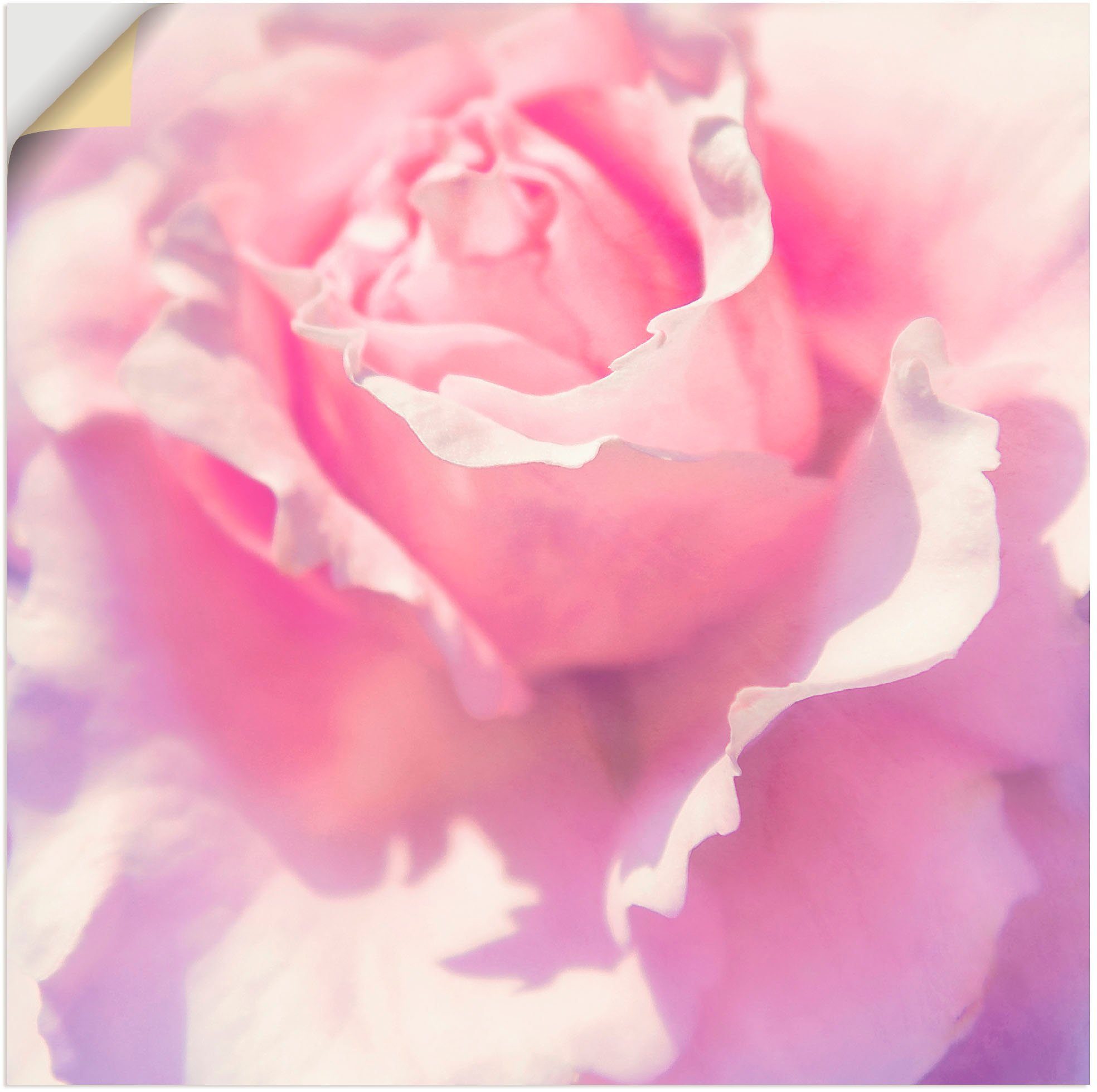 Artland artprint Rosa