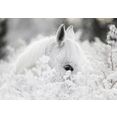 consalnet papierbehang witte paard in de sneeuw wit