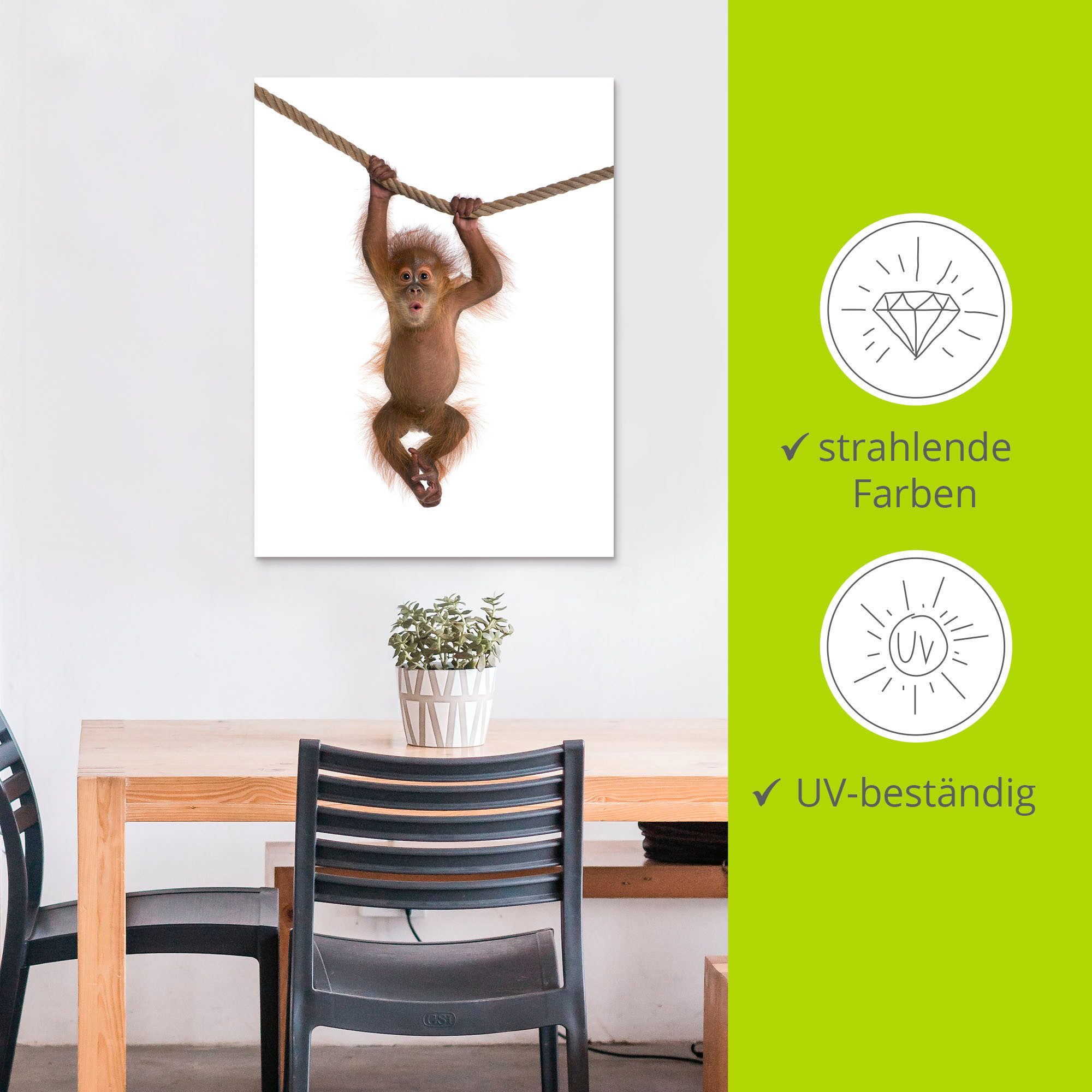 Artland Artprint Baby orang oetan hangt aan het touw II als artprint van aluminium, artprint voor buiten, artprint op linnen, poster, muursticker
