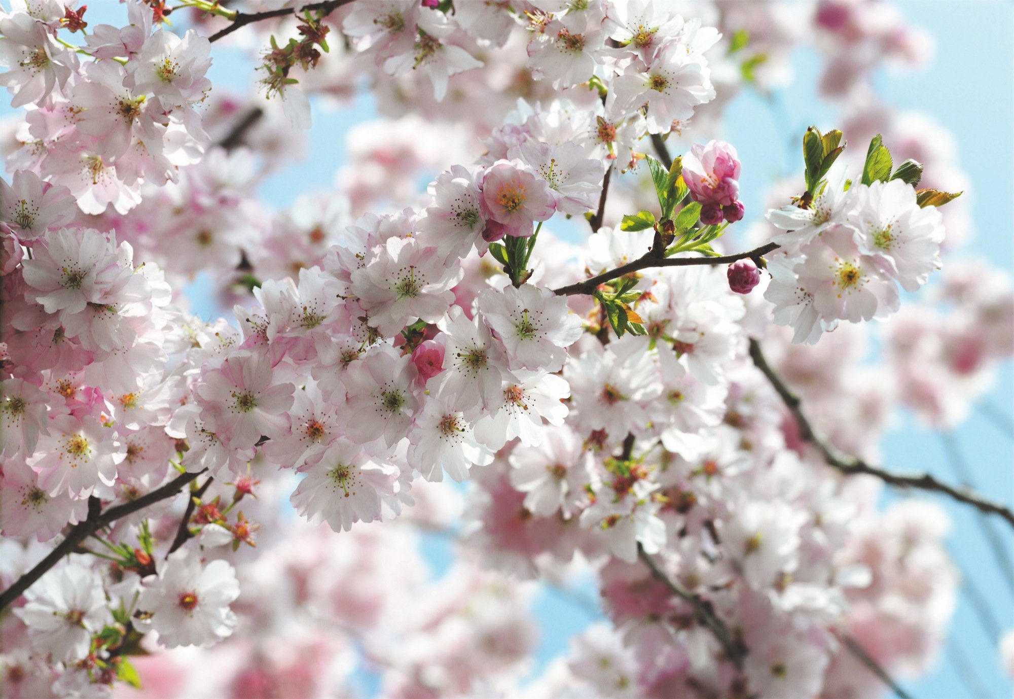Komar Fotobehang Spring - Afmeting 368 x 254 cm (8-delig) fotobehang multicolor