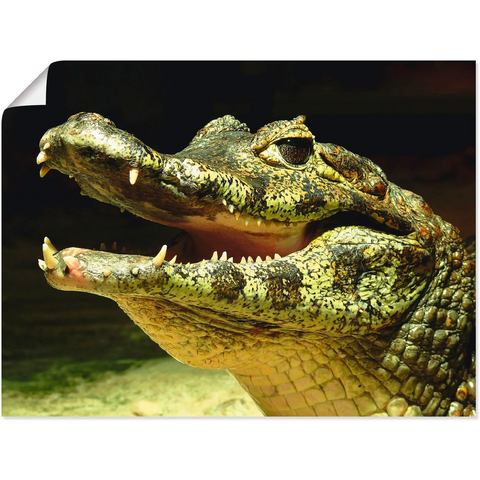 Artland artprint Ein lächelndes Krokodil