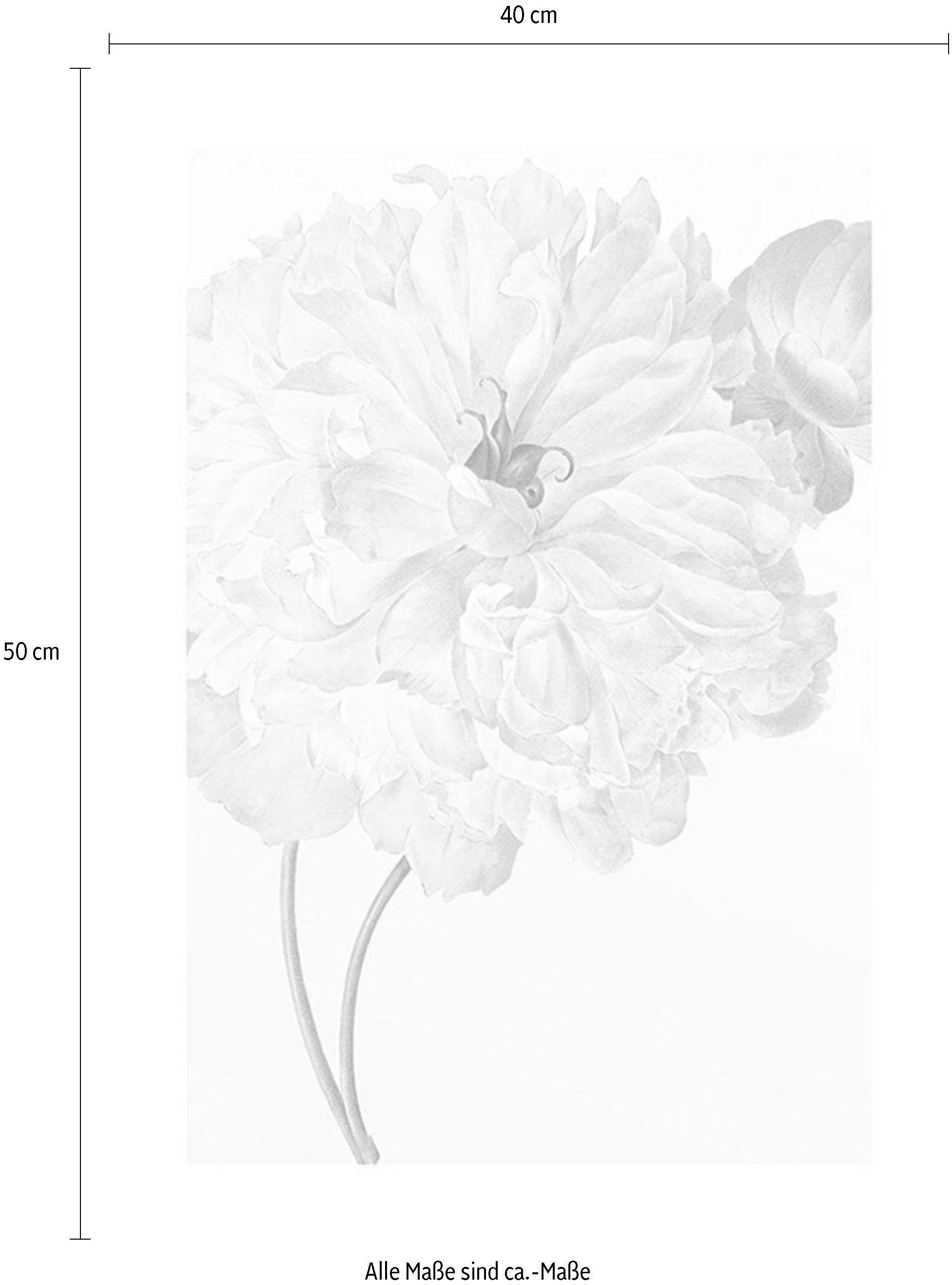 Komar Wanddecoratie Illustratie Dahlia Wanddecoratie - zonder lijst (1 stuk)