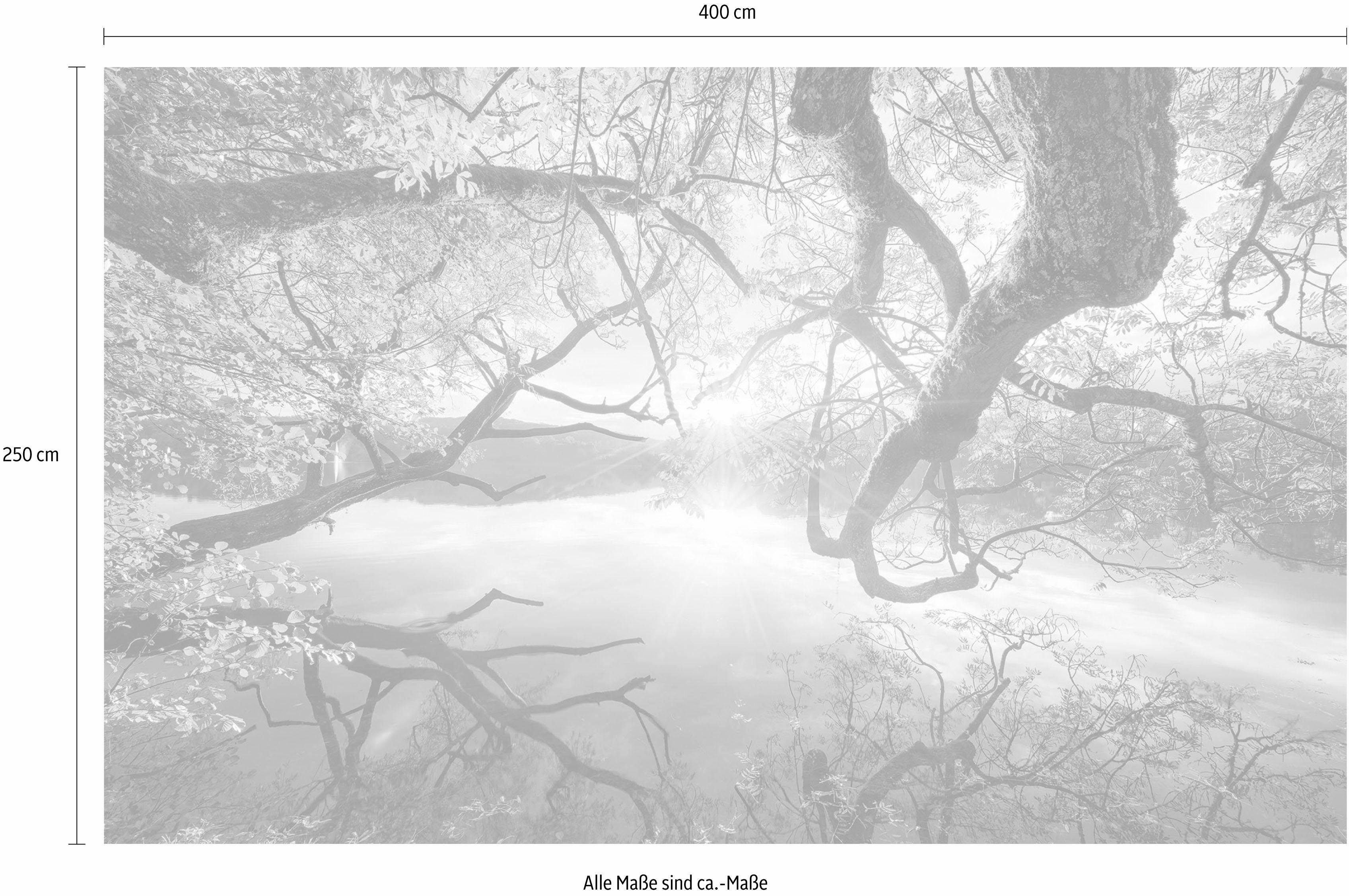 Komar Vliesbehang Digitale print vlies - Golden Embrace - Afmeting 400 x 250 cm (1 stuk)