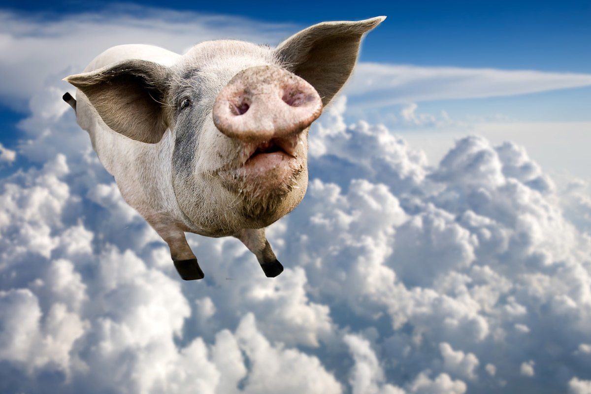 Papermoon Fotobehang Vliegende varkens Vliesbehang, eersteklas digitale print