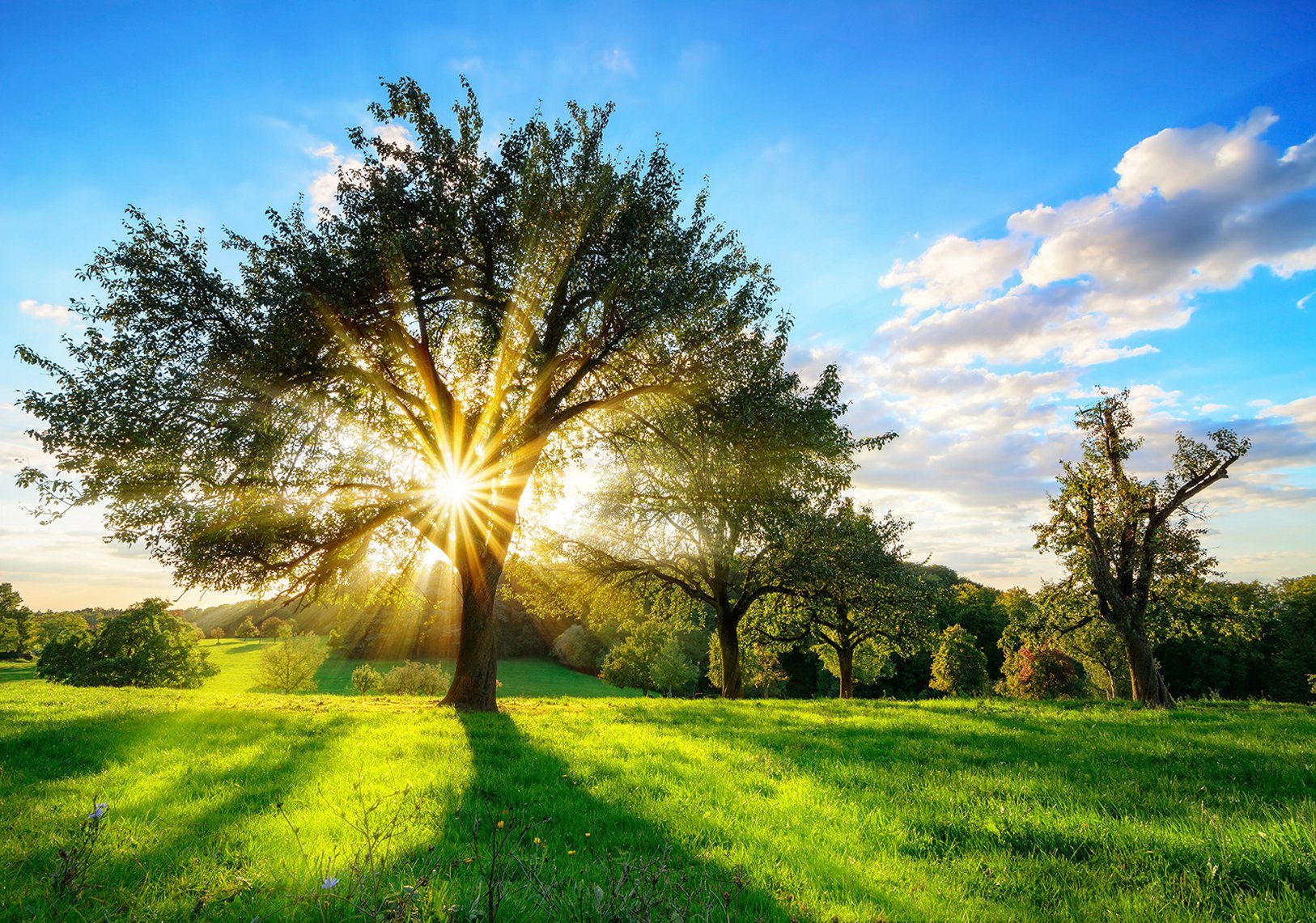 Consalnet Papierbehang Boom zon in verschillende maten