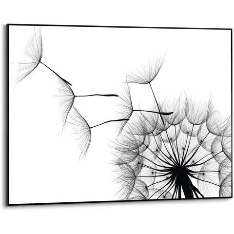 artprint Slim Frame Black 50x70 Dandelion