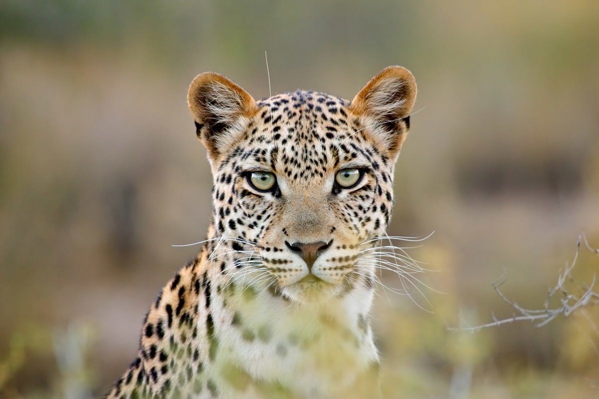 Papermoon Fotobehang Leopardenporträt
