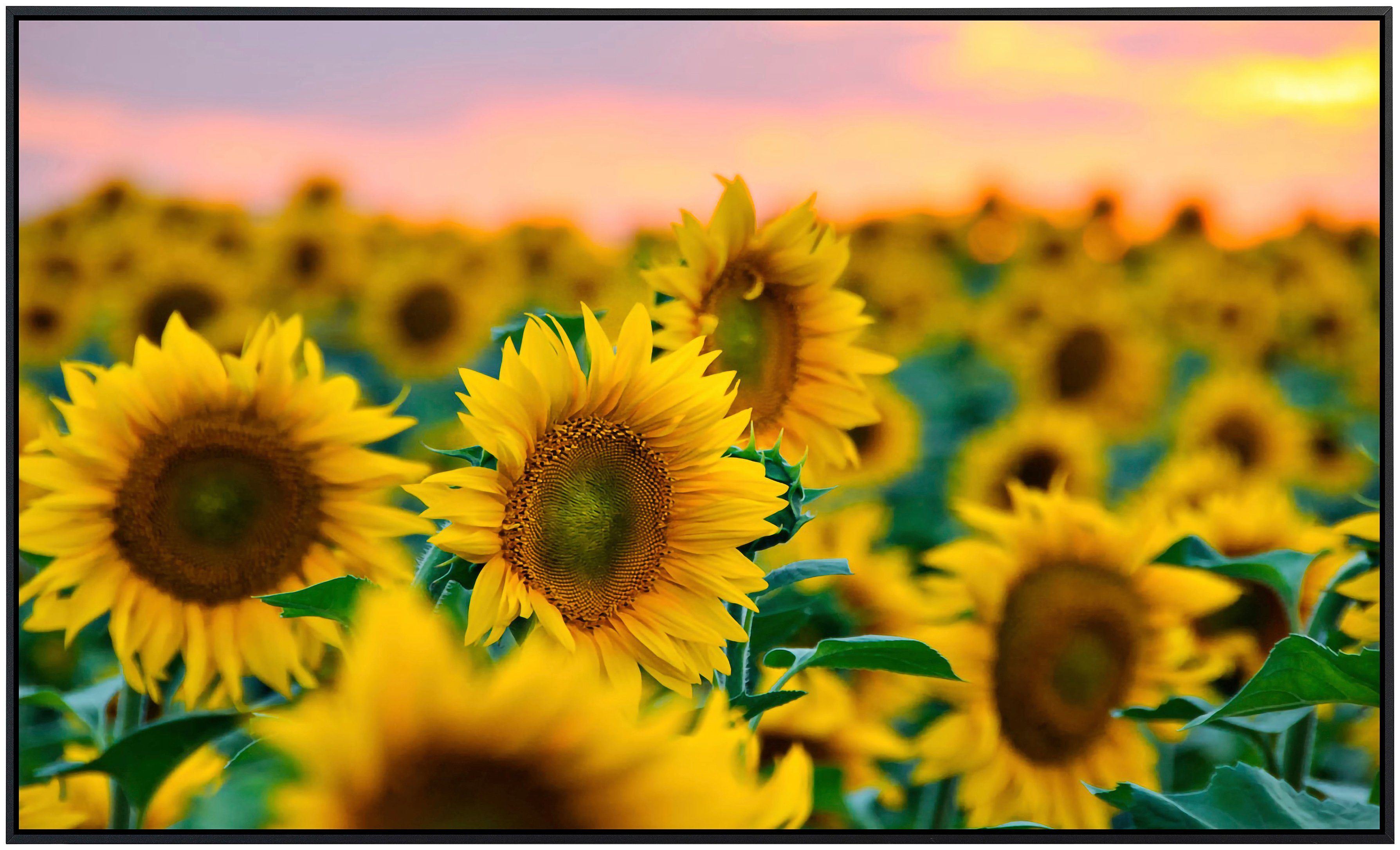Papermoon Infraroodverwarming Veld met zonnebloemen zeer aangename stralingswarmte