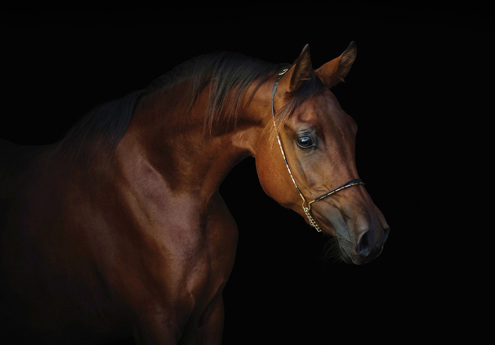 Consalnet Vliesbehang Bruine mooie paard