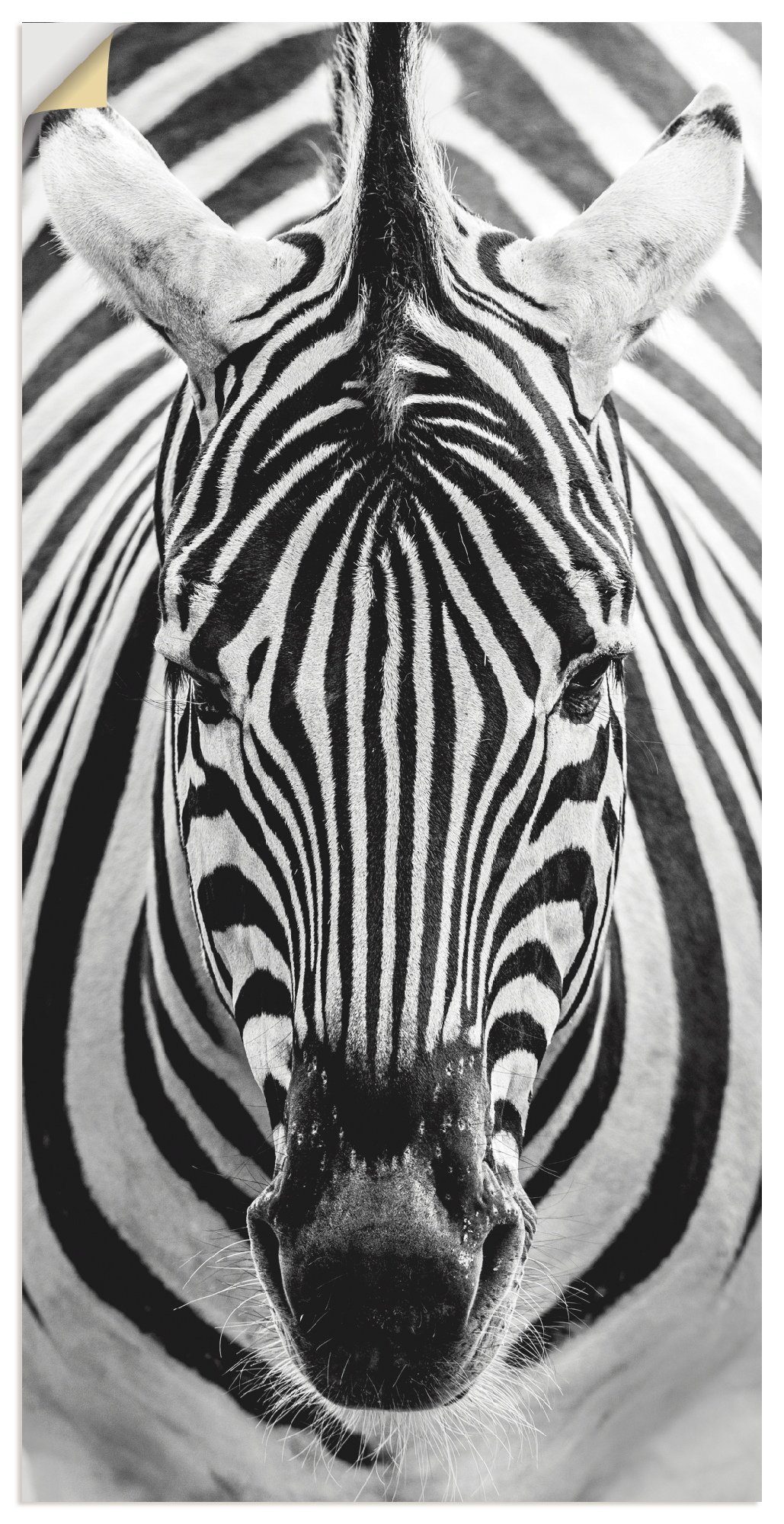 Artland Artprint Zebra in vele afmetingen & productsoorten - artprint van aluminium / artprint voor buiten, artprint op linnen, poster, muursticker / wandfolie ook geschikt voor de