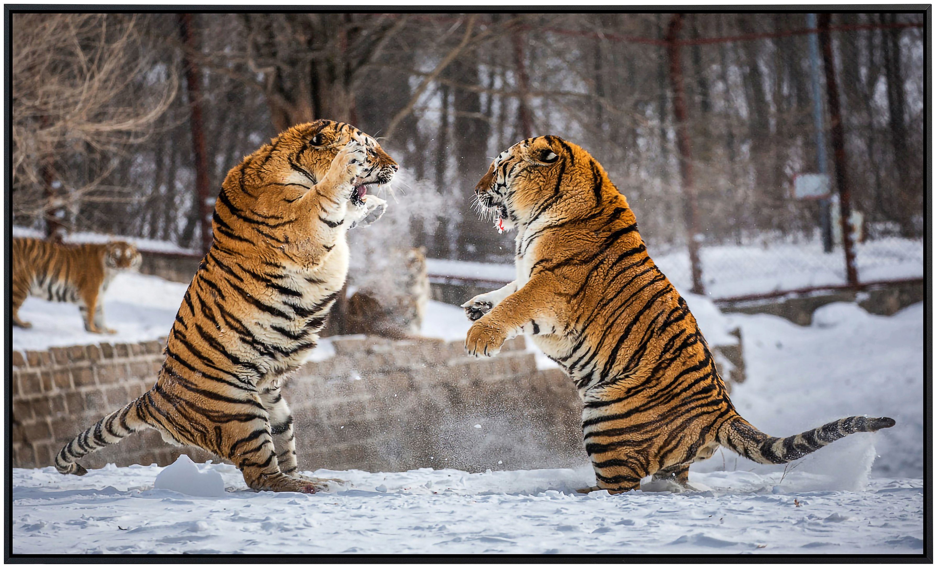 Papermoon Infraroodverwarming Strijd tegen Siberische tijger