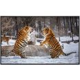 papermoon infraroodverwarming strijd tegen siberische tijger zeer aangename stralingswarmte multicolor