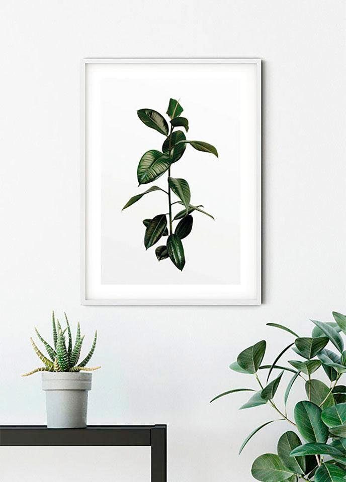 Komar Wanddecoratie Ficus Branch Wanddecoratie - zonder lijst