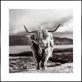 reinders! artprint slim frame black 50x50 highland cow zwart