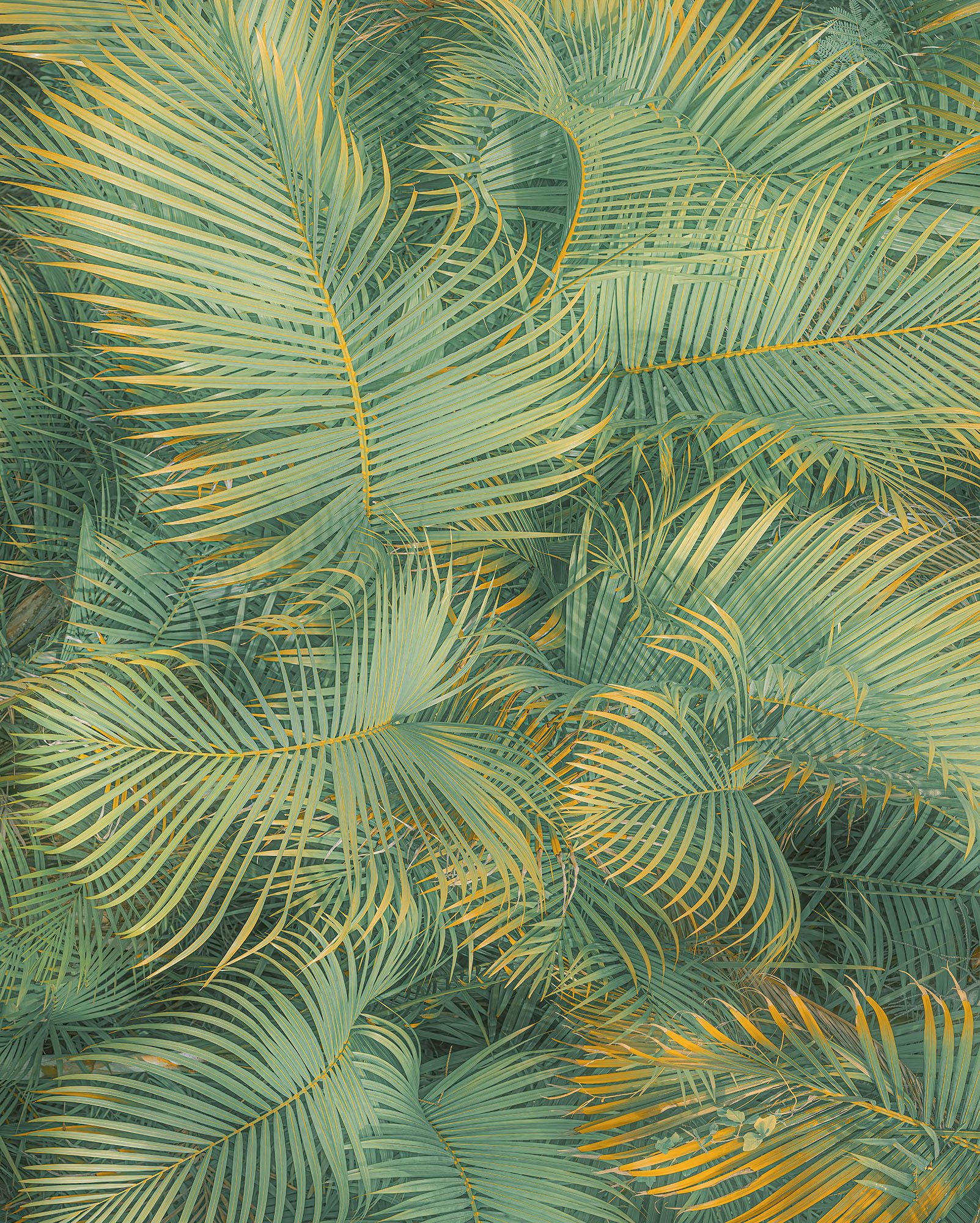 Komar Fotobehang Digitale print vlies - Neon Fern - Afmeting 200 x 250 cm (1 stuk)