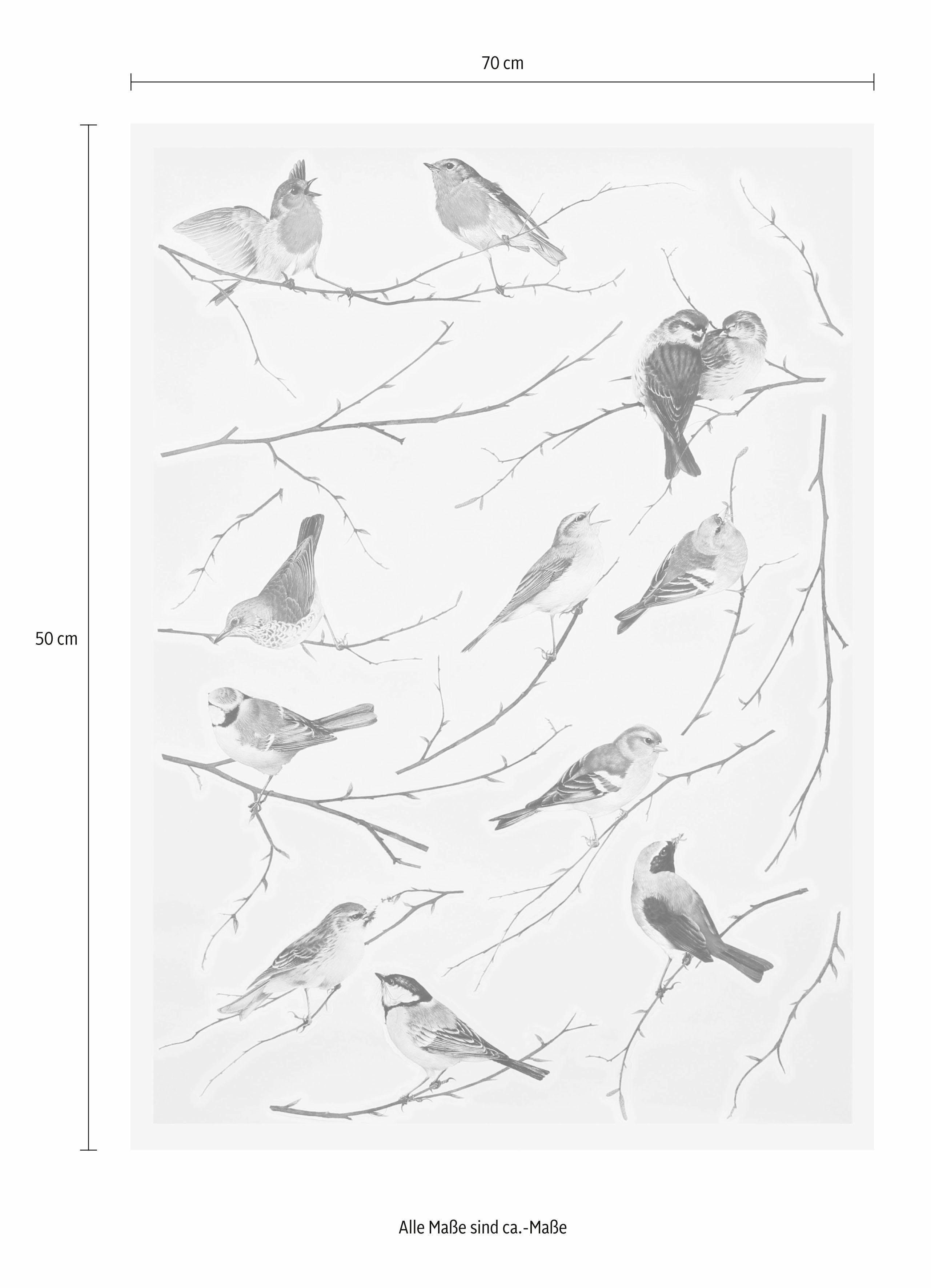 Komar Wandfolie Vogerl - afm. 50 x 70 cm zelfklevend, wandstickers