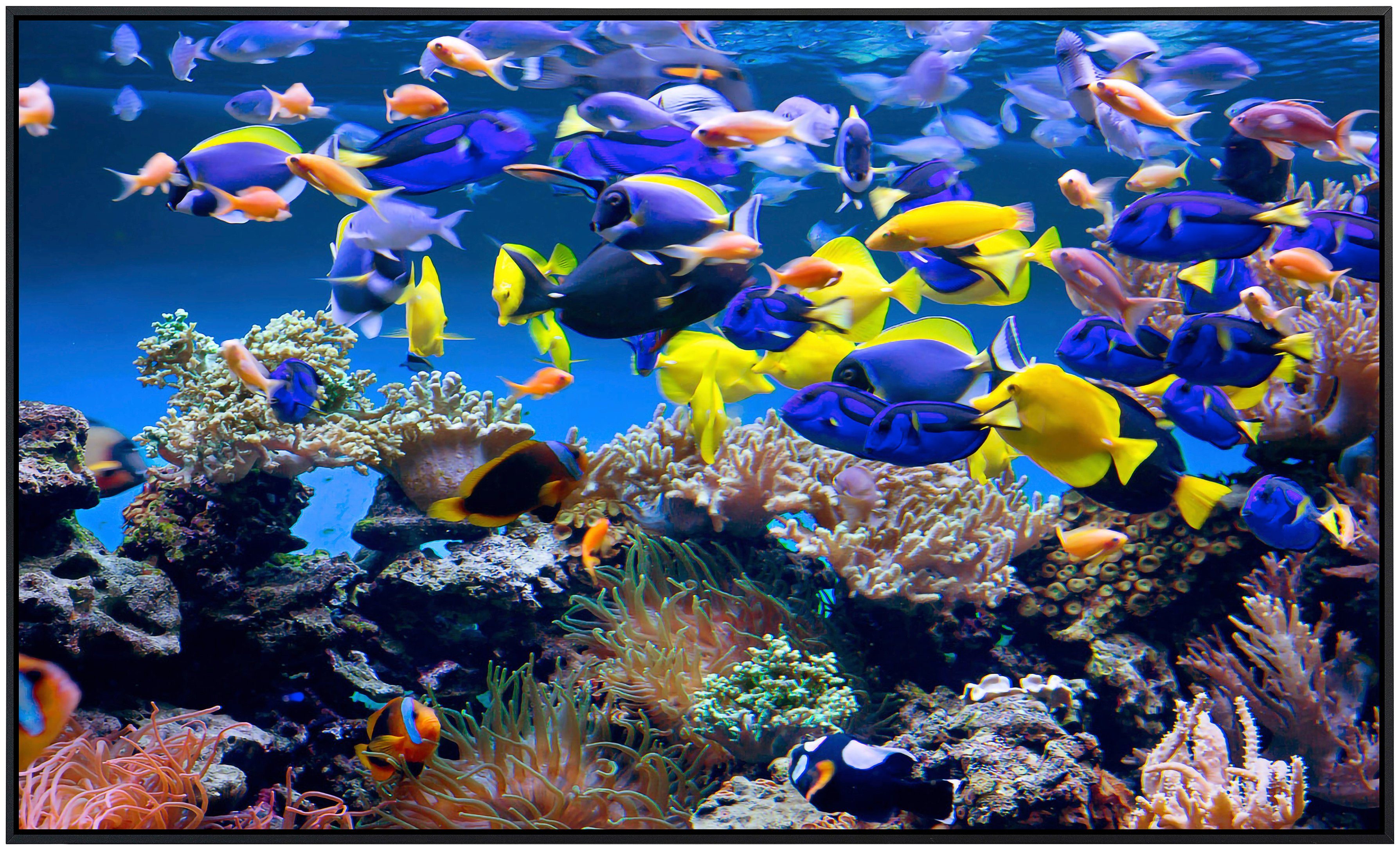 Papermoon Infraroodverwarming Aquarium zeer aangename stralingswarmte