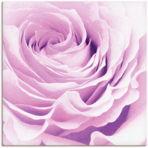 Artland artprint Pastell Rose