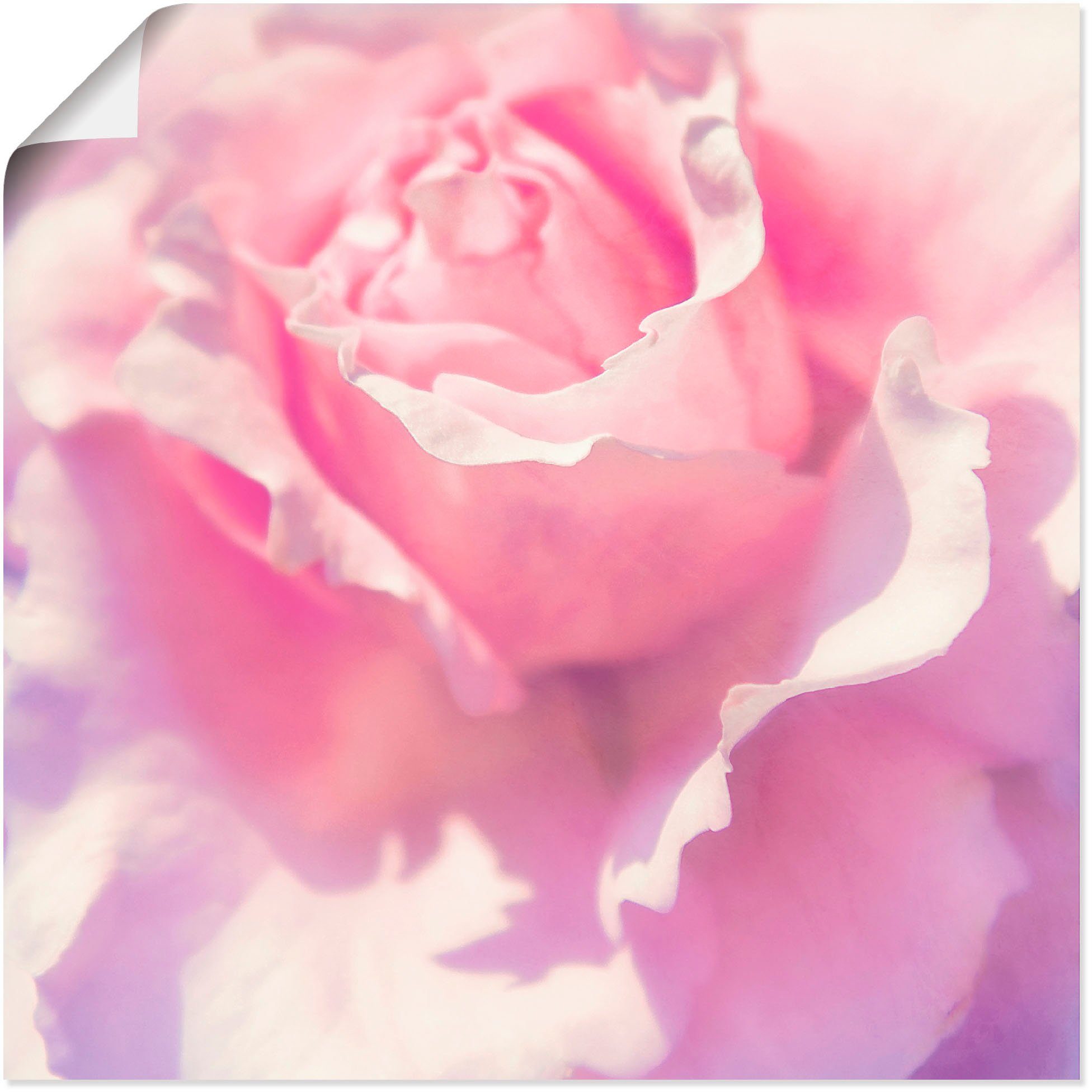 Artland artprint Rosa