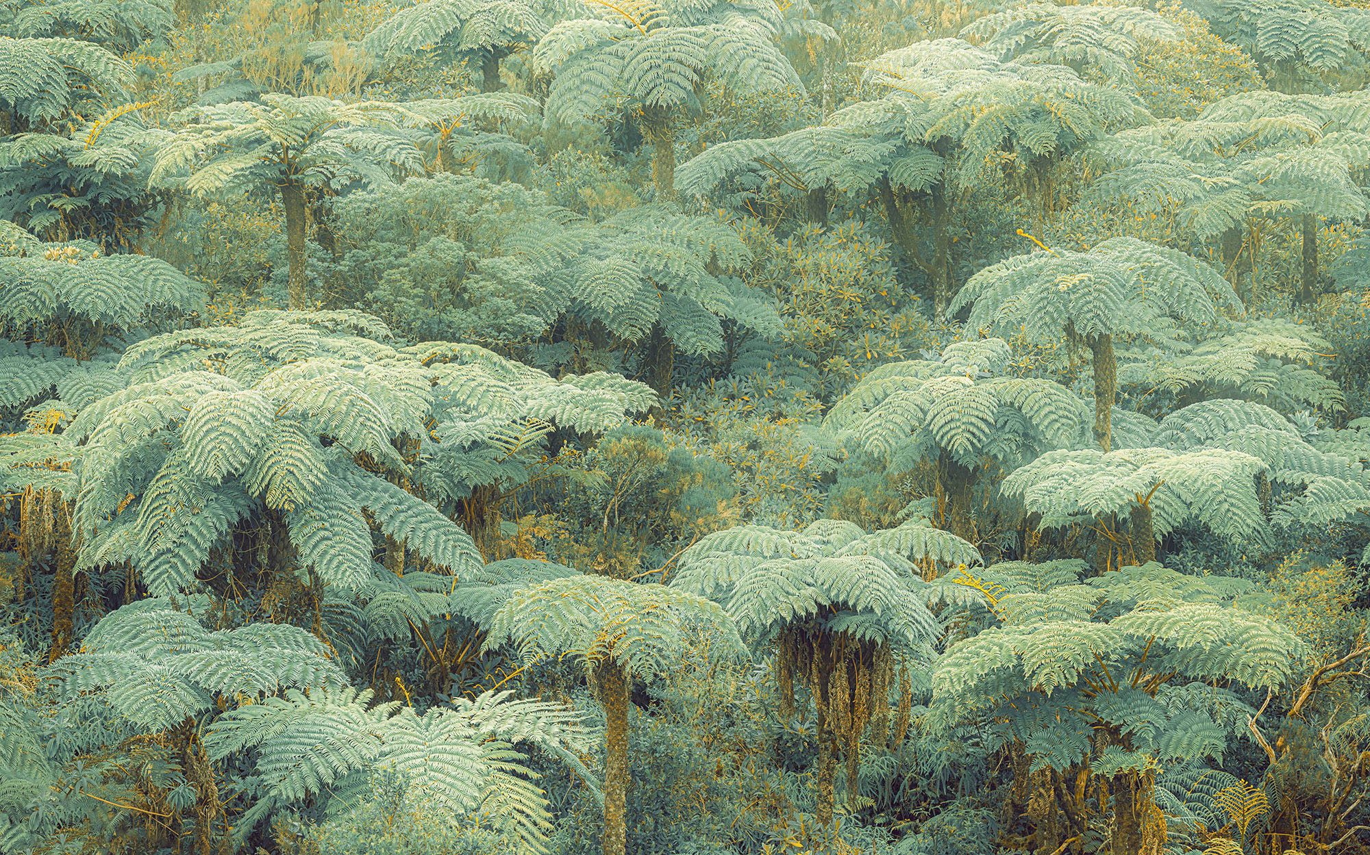Komar Fotobehang Digitale print vlies - Jungle Lands - Afmeting 400 x 250 cm (1 stuk)