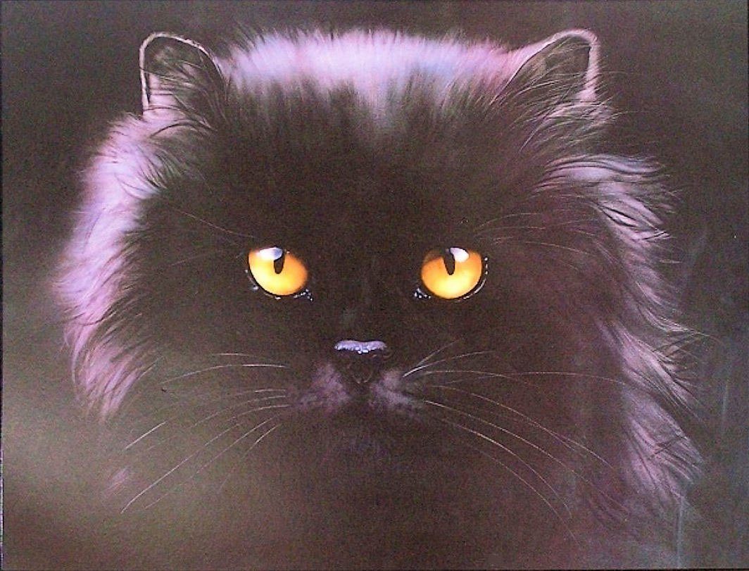 my home Artprint Black Persian (1 stuk)