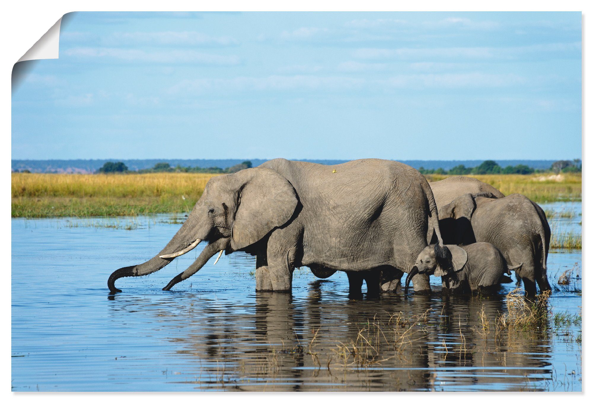 Artland Artprint Afrikaanse olifanten in Chobe rivier in vele afmetingen & productsoorten - artprint van aluminium / artprint voor buiten, artprint op linnen, poster, muursticker /