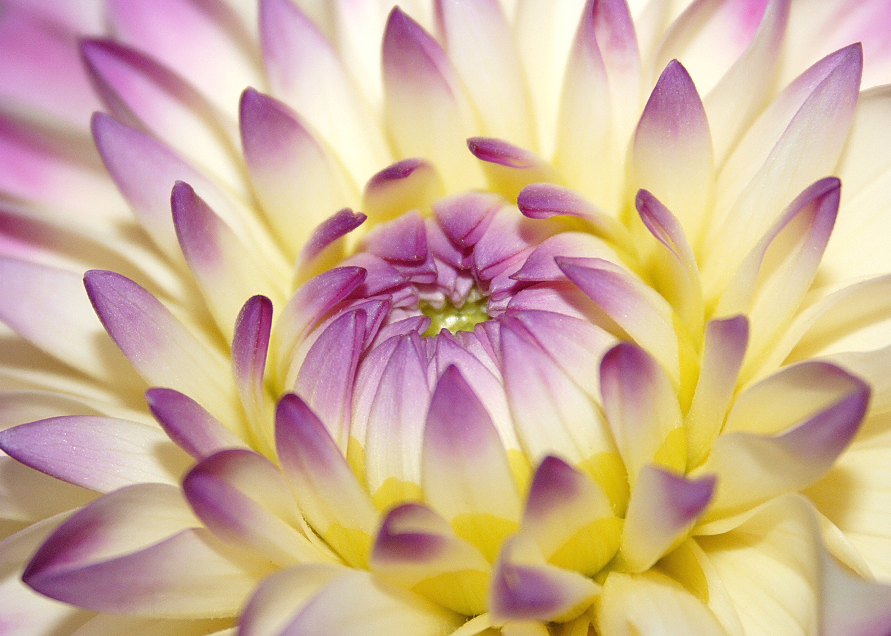 Papermoon Fotobehang Macro pink flower